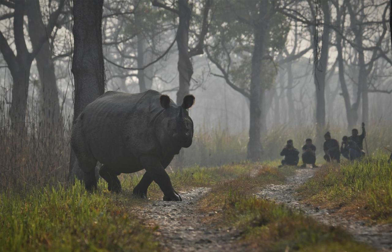 Eden Jungle Resort Sauraha Eksteriør billede