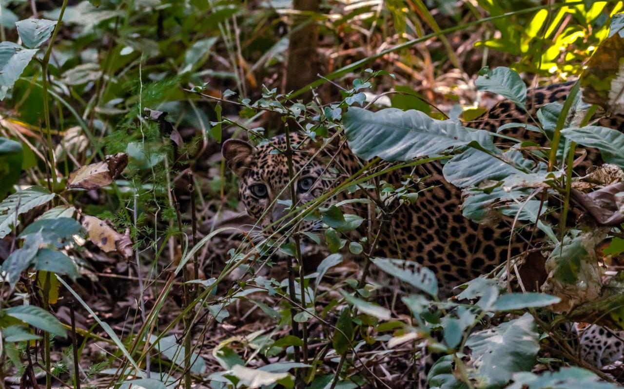 Eden Jungle Resort Sauraha Eksteriør billede