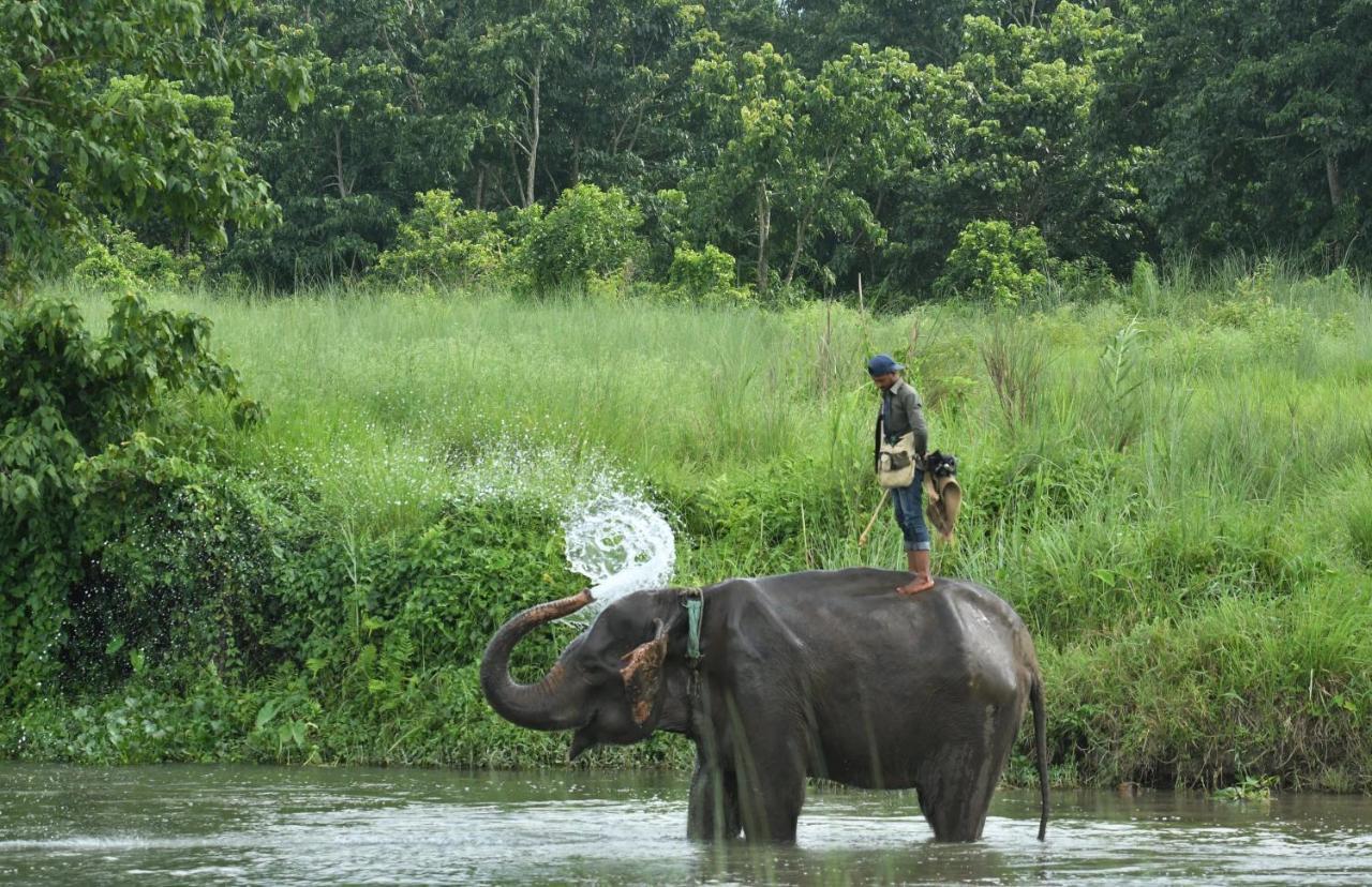 Eden Jungle Resort Sauraha Eksteriør billede