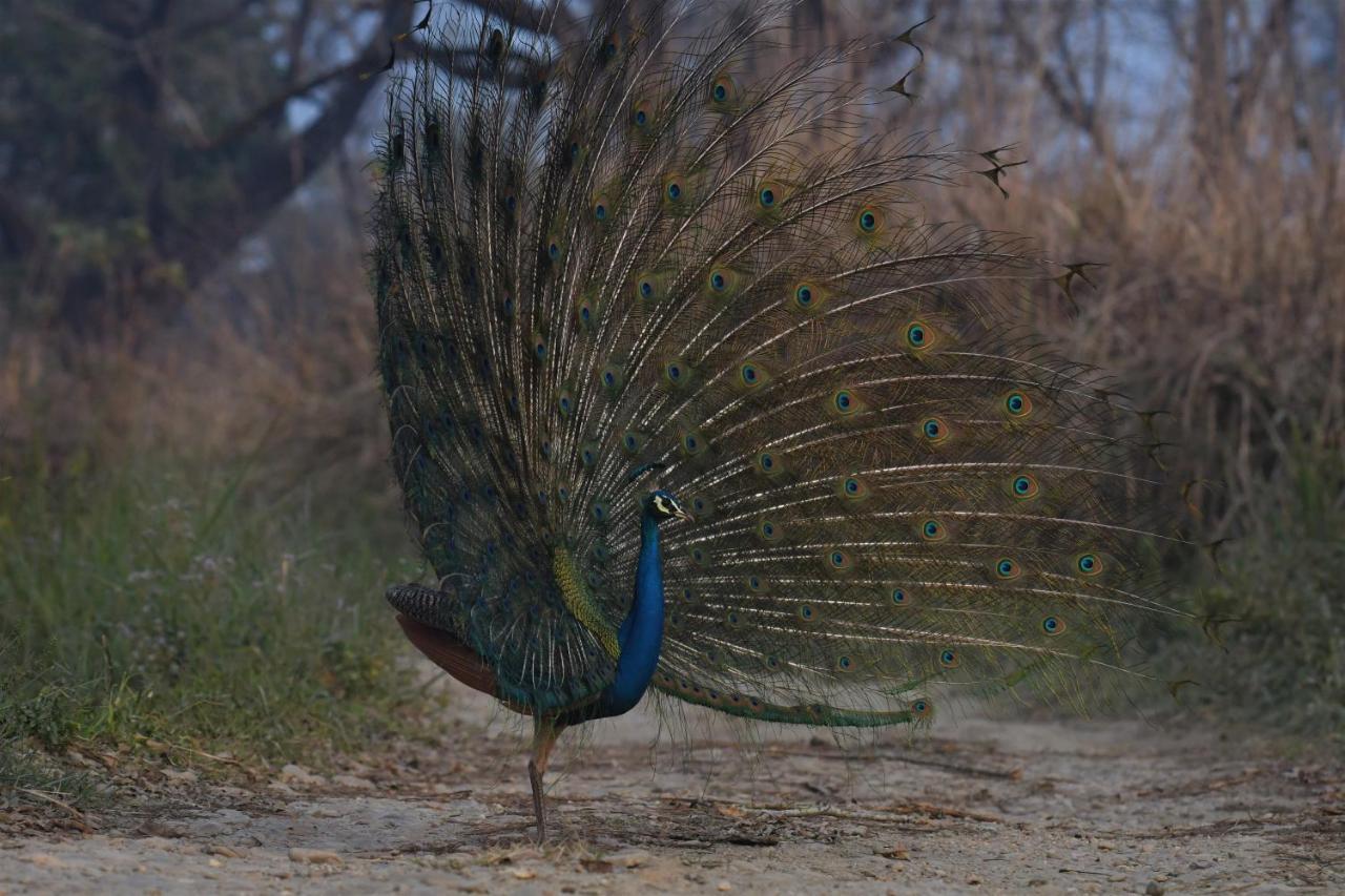 Eden Jungle Resort Sauraha Eksteriør billede