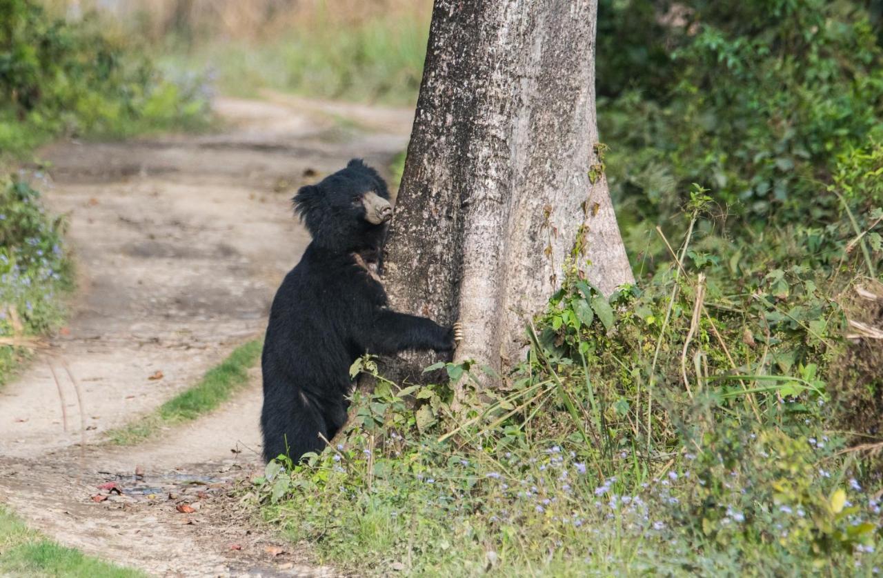 Eden Jungle Resort Sauraha Eksteriør billede