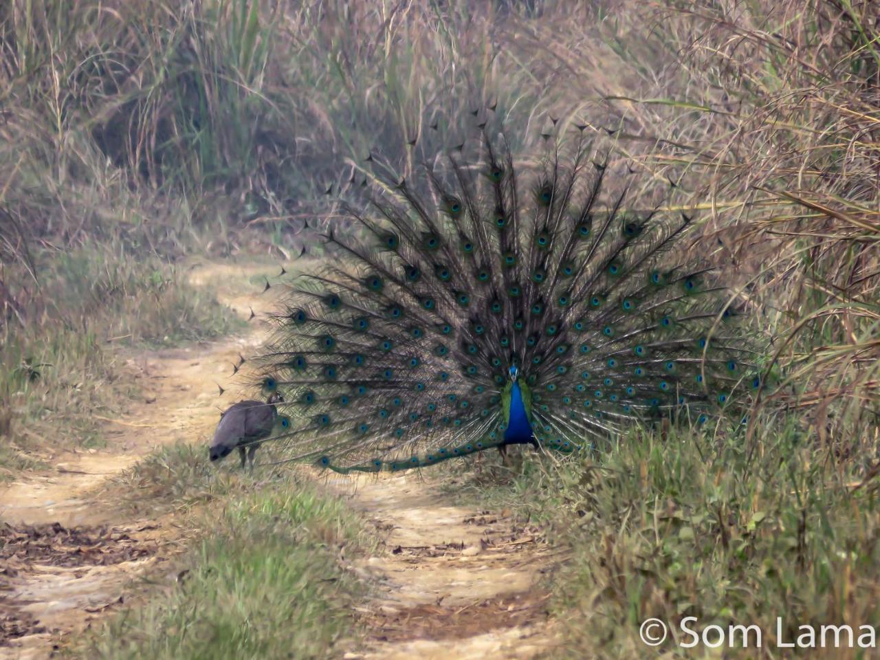 Eden Jungle Resort Sauraha Eksteriør billede