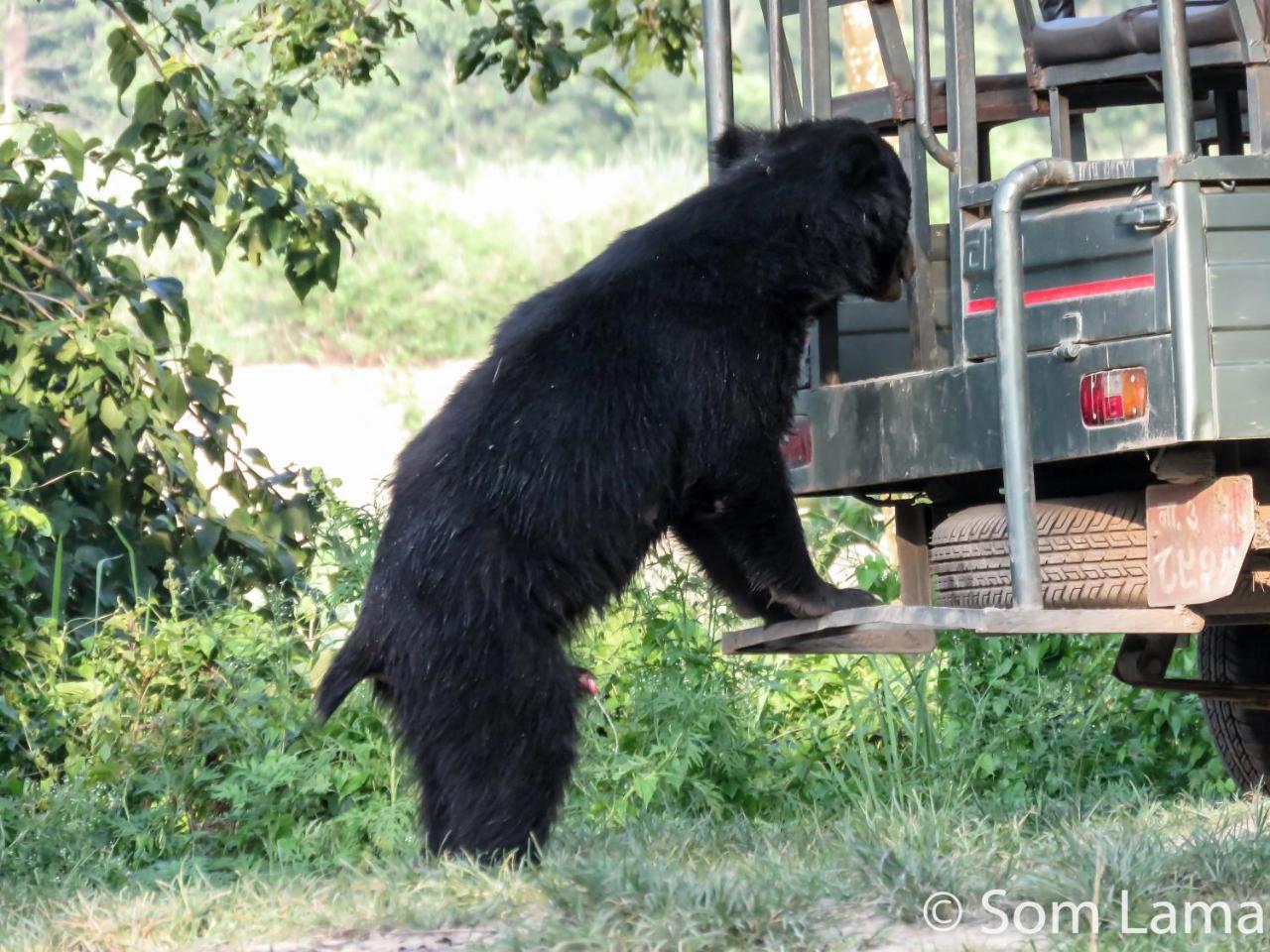 Eden Jungle Resort Sauraha Eksteriør billede