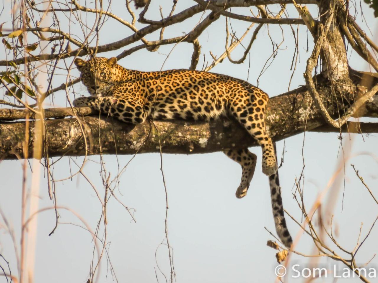 Eden Jungle Resort Sauraha Eksteriør billede