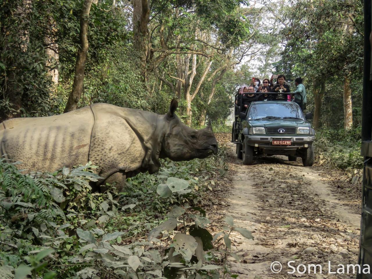 Eden Jungle Resort Sauraha Eksteriør billede