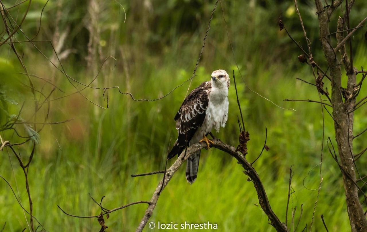 Eden Jungle Resort Sauraha Eksteriør billede