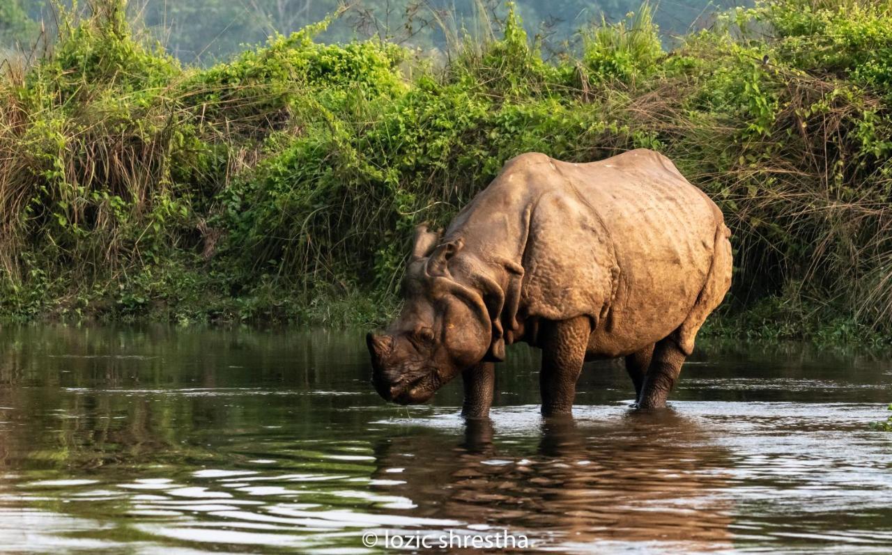 Eden Jungle Resort Sauraha Eksteriør billede