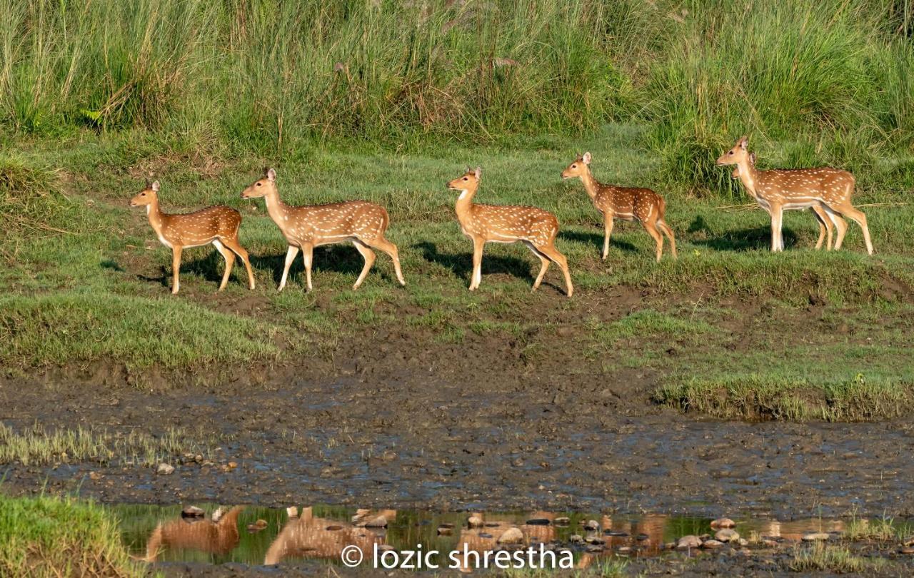 Eden Jungle Resort Sauraha Eksteriør billede