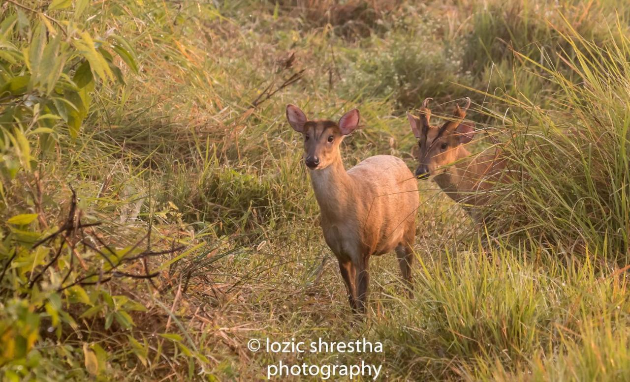 Eden Jungle Resort Sauraha Eksteriør billede