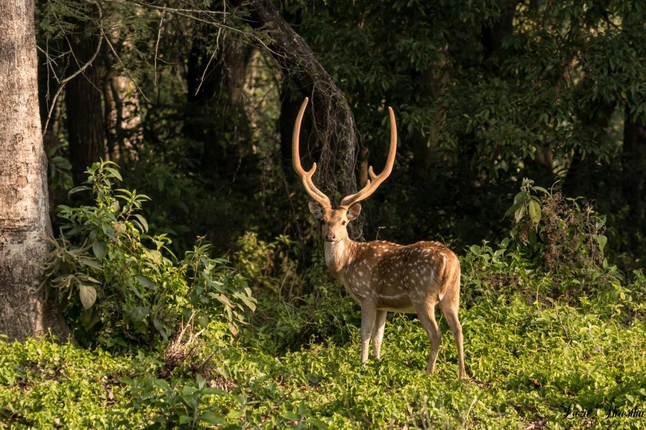 Eden Jungle Resort Sauraha Eksteriør billede