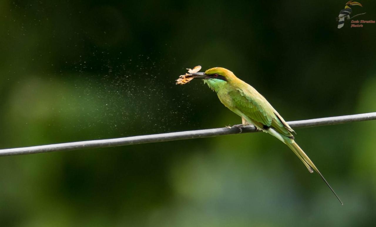 Eden Jungle Resort Sauraha Eksteriør billede