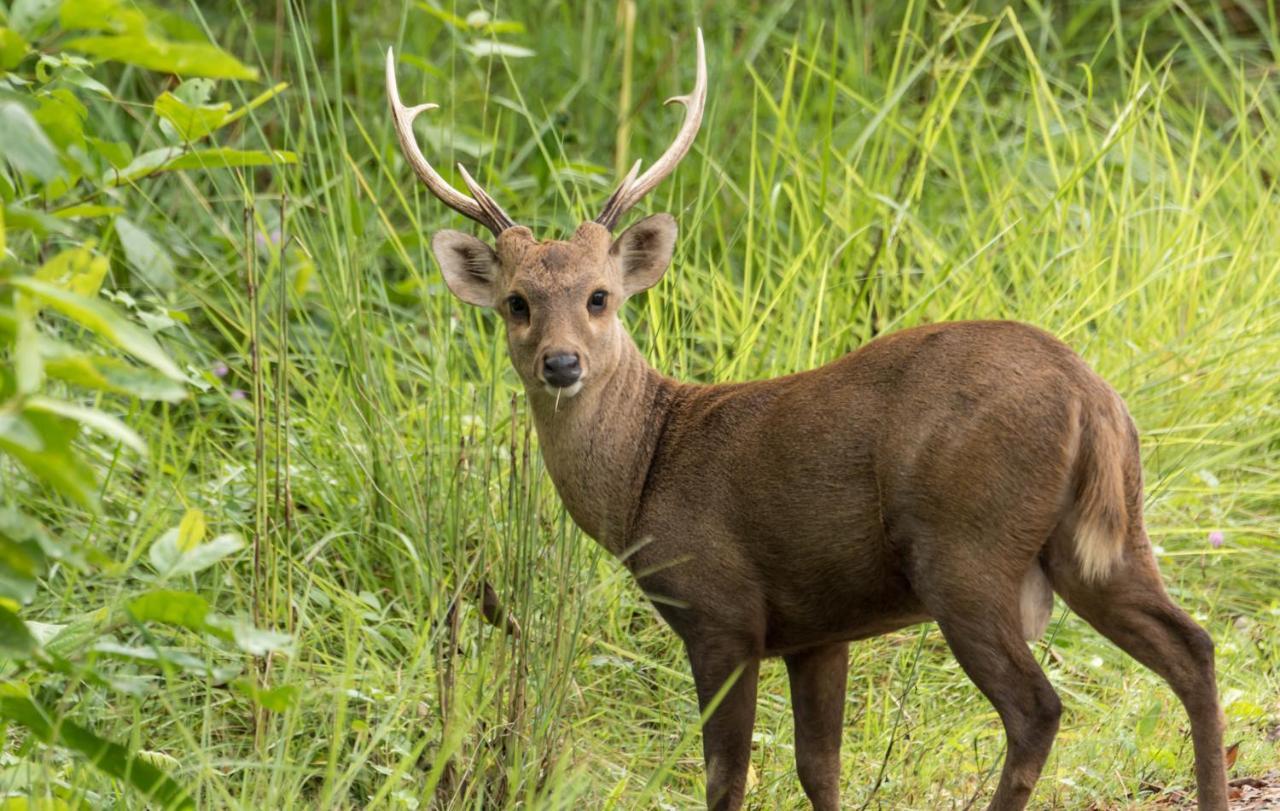 Eden Jungle Resort Sauraha Eksteriør billede