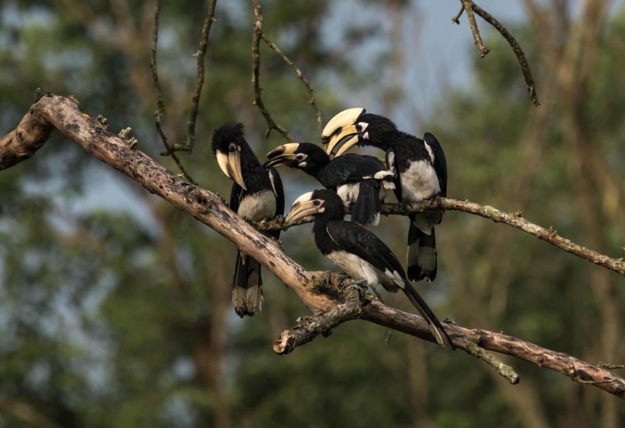 Eden Jungle Resort Sauraha Eksteriør billede