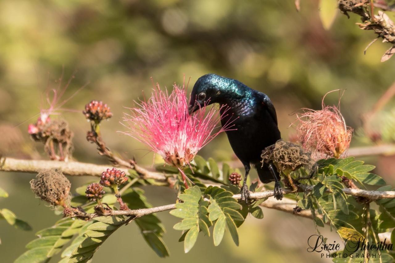 Eden Jungle Resort Sauraha Eksteriør billede