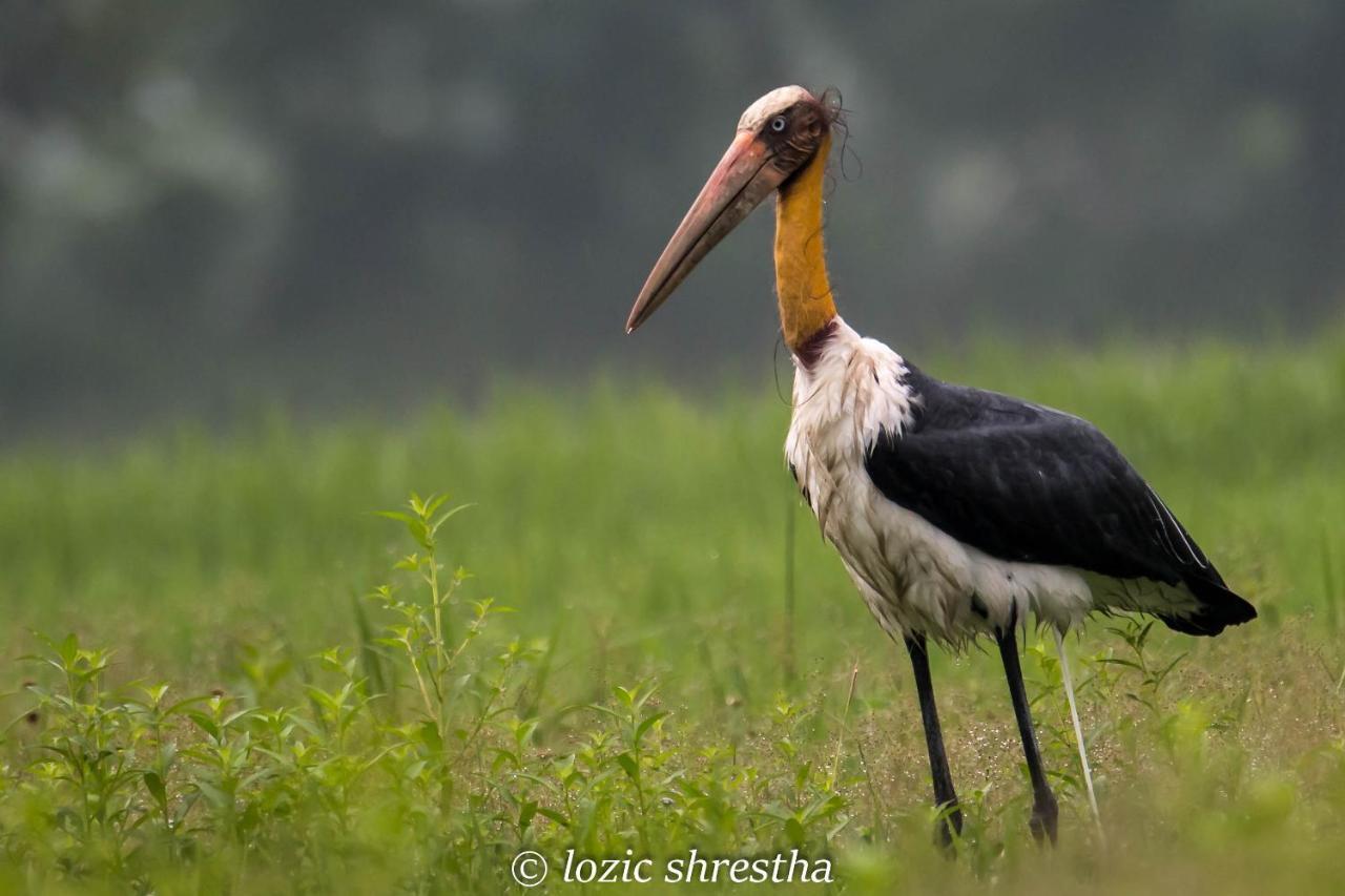 Eden Jungle Resort Sauraha Eksteriør billede