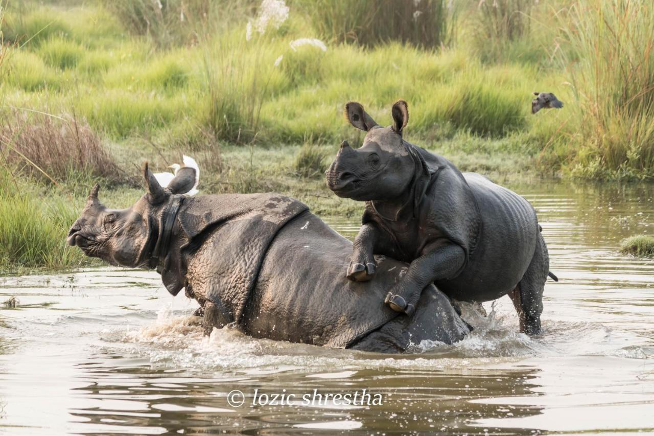 Eden Jungle Resort Sauraha Eksteriør billede