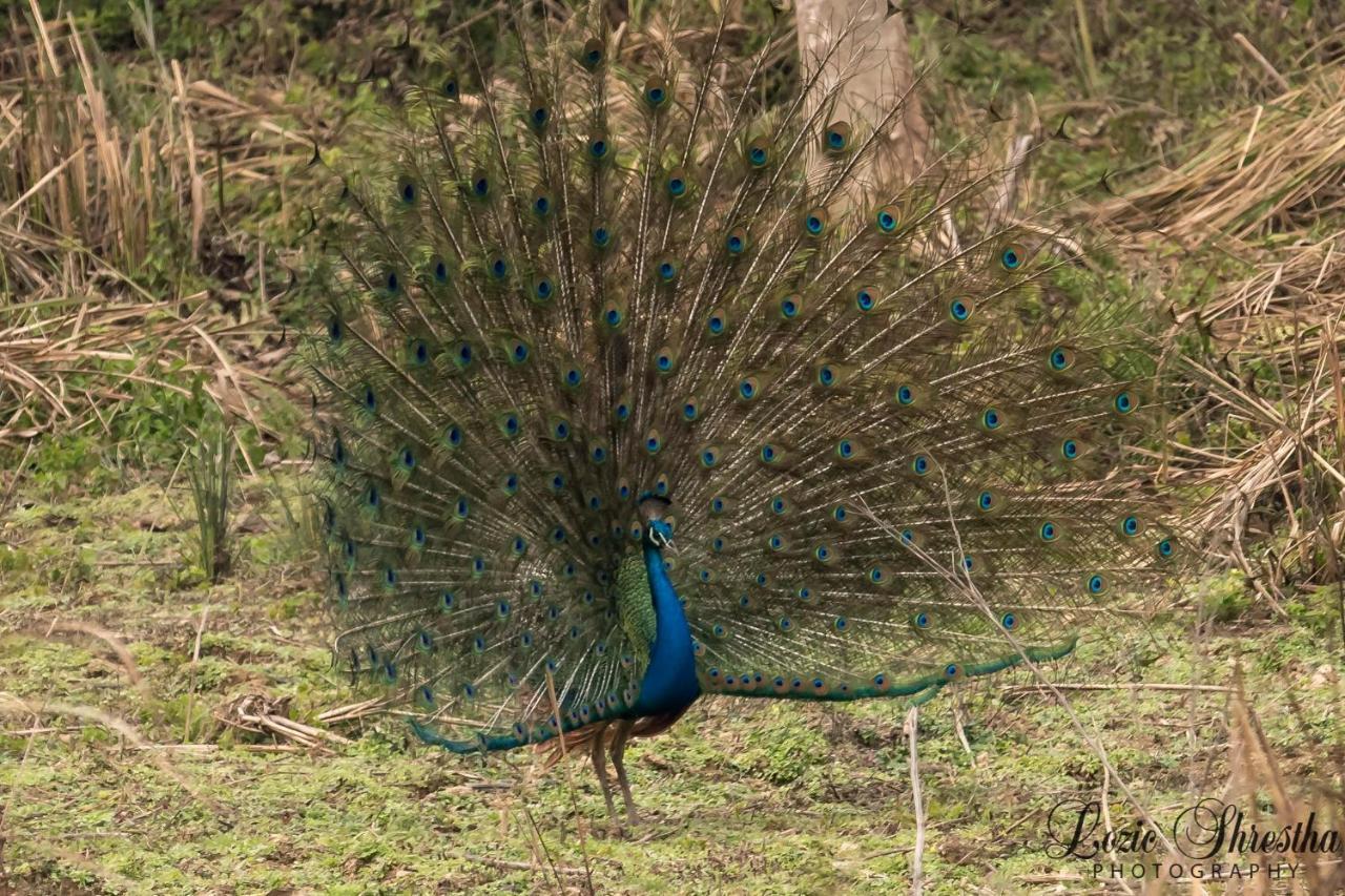 Eden Jungle Resort Sauraha Eksteriør billede