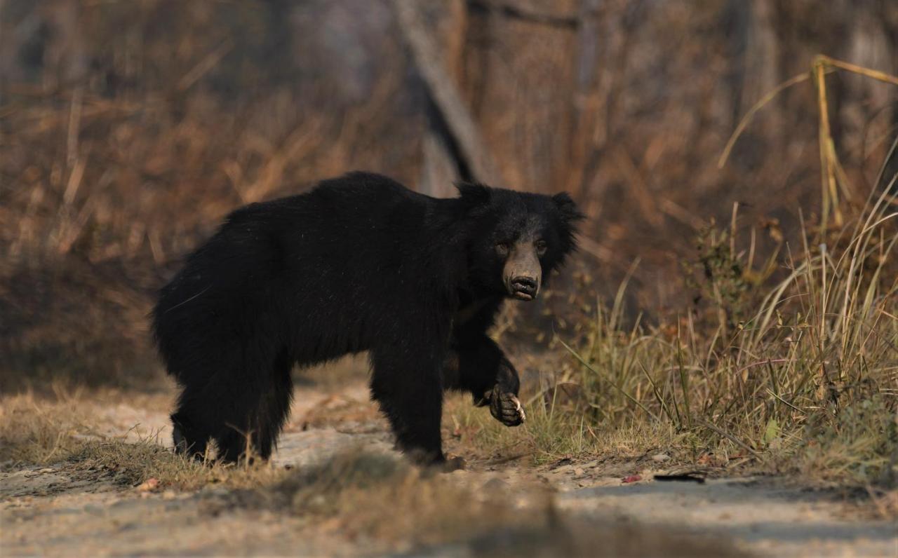 Eden Jungle Resort Sauraha Eksteriør billede